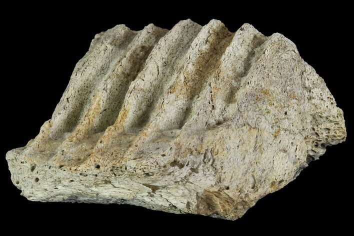 Edmontosaurus (Duck-Billed Dinosaur) Jaw Section #88991